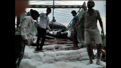 DRI seizes red sanders logs worth Rs 9 crore in Madhya Pradesh