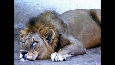 Seven Asiatic lions from Gujarat to roar in Yogi’s den
