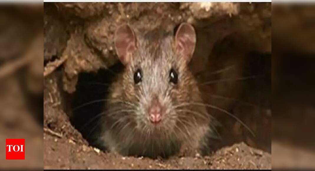 Rats can be trained to play hide and seek with humans Study Times of