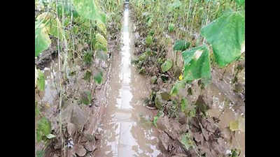 Deluge damage: Farmers cry for crop compensation without delay
