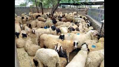 Fresh guidelines on livestock export keep trade hanging