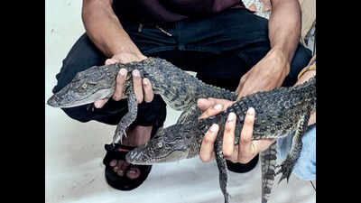 Trio held with two baby crocodiles in Borivli