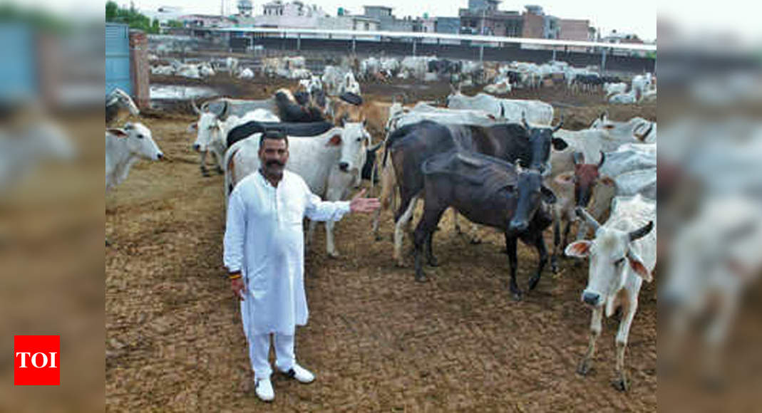 After 3-year lull, cow vigilante Satish Kumar makes comeback in Punjab ...