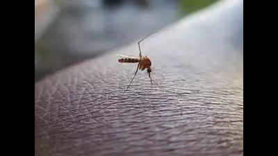 Gujarat: Dengue fear looms over campuses