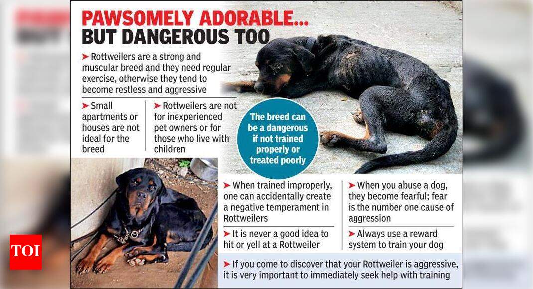 rottweiler aggression towards owner