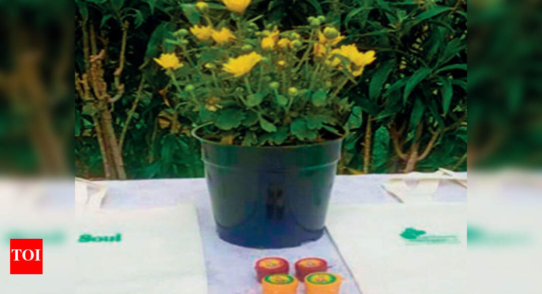 Celebrate this pooja holidays by gifting a flowering plant Chennai