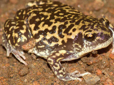 New leap: Spotting of a rare frog species at Asola cheers enthusiasts