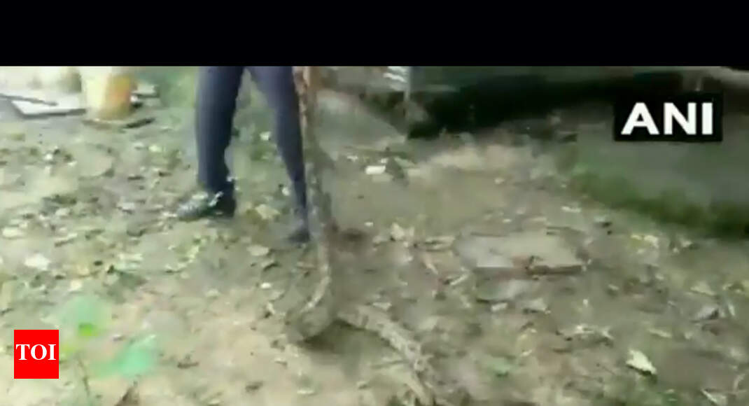 Gujarat: 10-foot-long python rescued in Vadodara