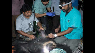 Karnataka: Snared sloth bear rescued, under treatment