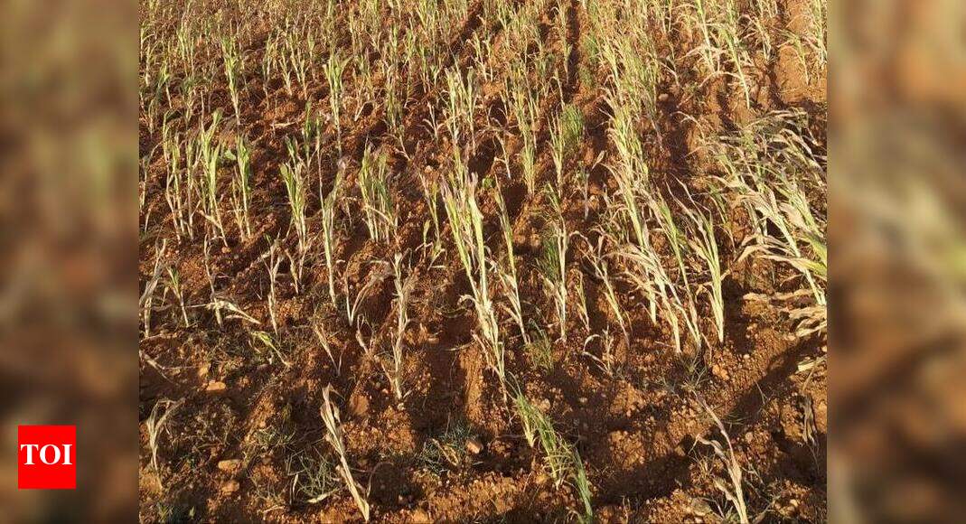 Standing crops in Chamarajanagar wilt as rain plays truant in September ...
