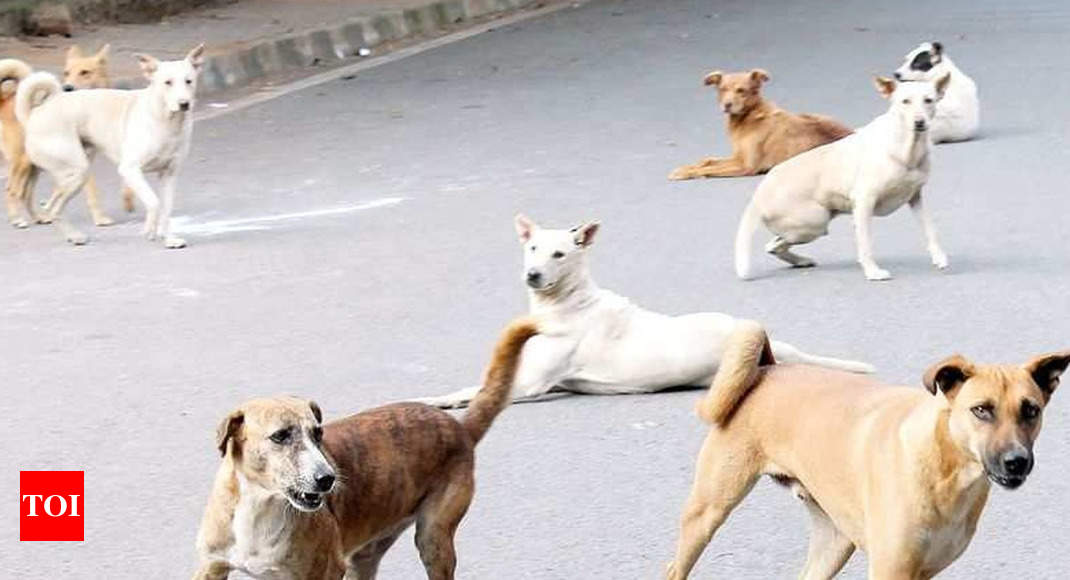 After Bijnor, stray dogs bite several people in Amroha, spreading panic ...