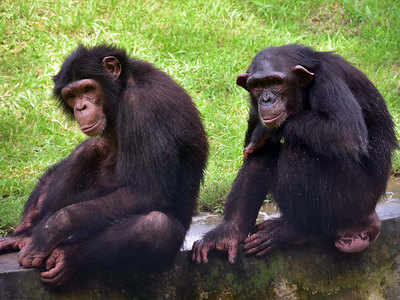 In a first, ED attaches chimpanzees, marmosets under PMLA