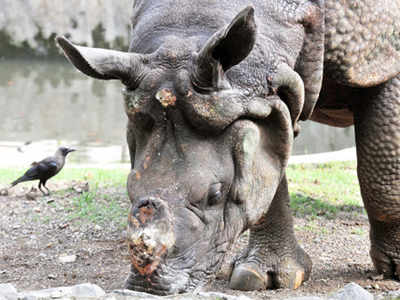 Guwahati: 'Rhino nails becoming popular in grey market'
