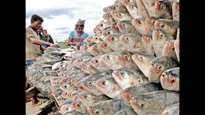 Hilsa changes route, migrates to Bangladesh waters