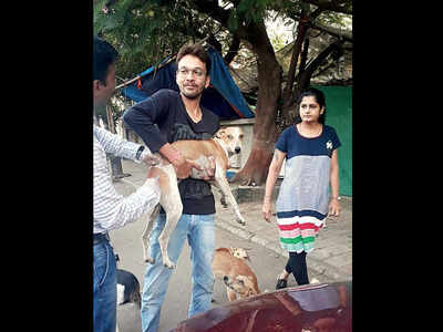 Surat Ngo Vaccinates 70 Stray Dogs Surat News Times Of India