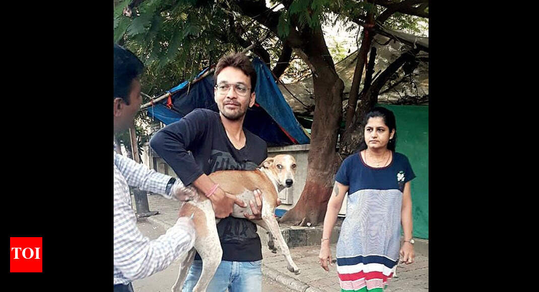 Surat Ngo Vaccinates 70 Stray Dogs Surat News Times Of India