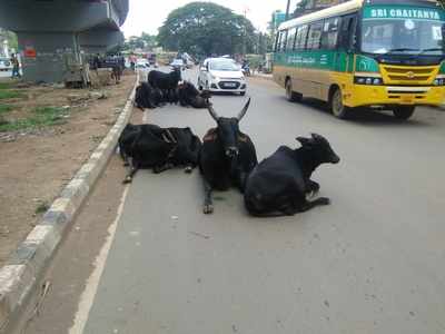 cattle turn threat for vehicles