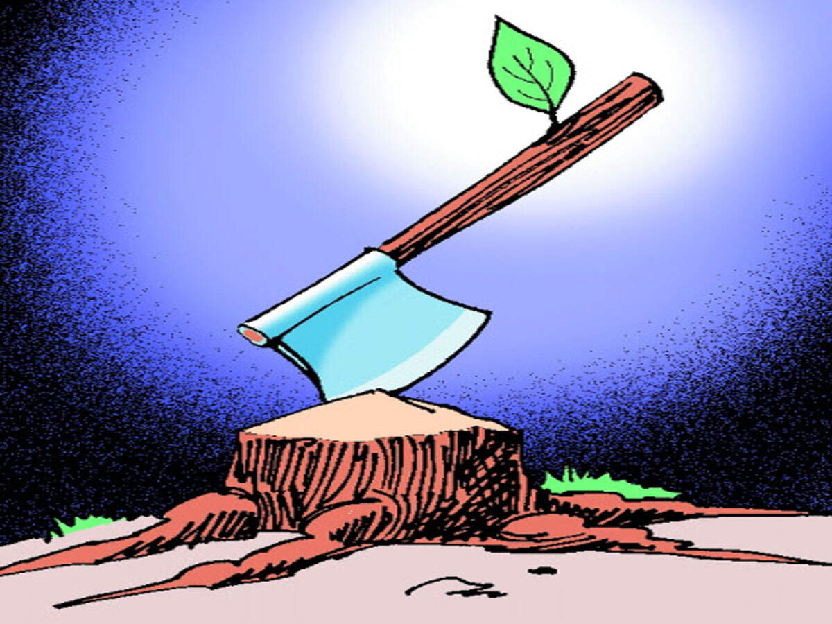 Sandalwood Tree Chopped And Stolen Kolhapur News Times Of India