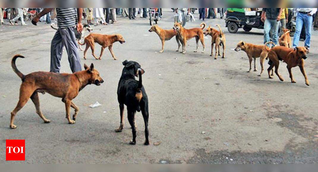 NGO demands separate enclosures for stray dogs | Surat News - Times of ...