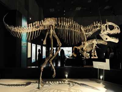 Croc-like carnivores terrorised dinosaurs 210 million years ago: Study