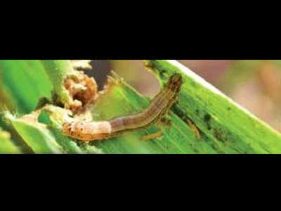 Trichy: Rain kills crop-eating armyworm larvae, brings cheer to farmers