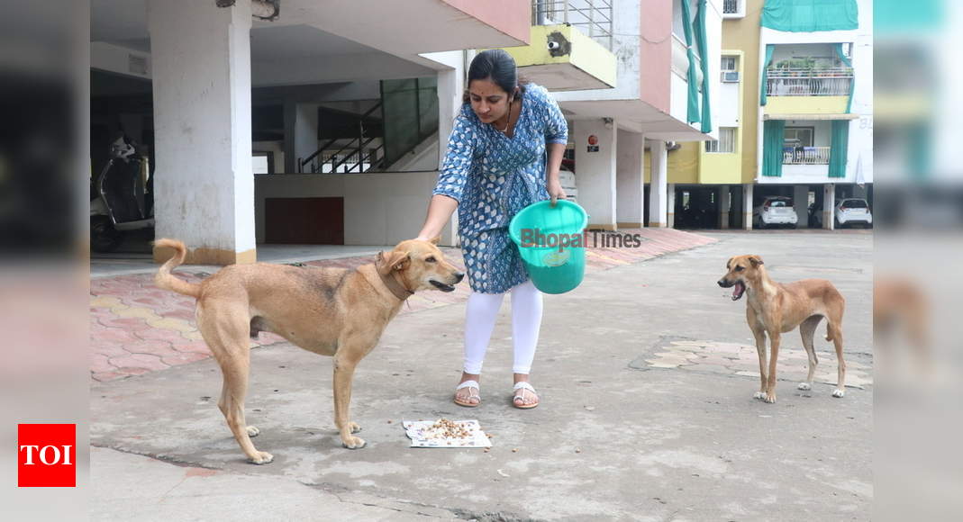 Bhopal's animal-lovers open their homes to strays during heavy rains -  Times of India