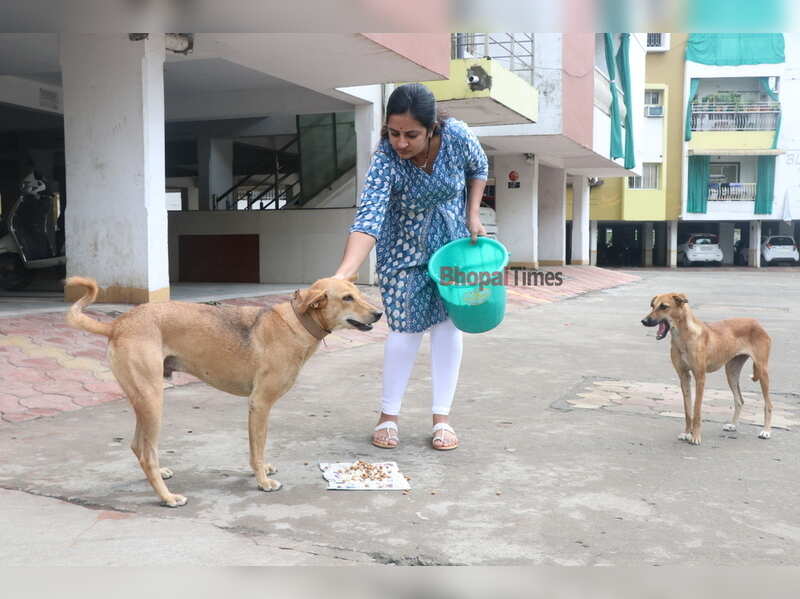 Stray Animals In Bhopal Bhopal S Animal Lovers Open Their Homes To Strays During Heavy Rains Times Of India