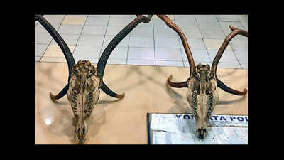 2 held with skulls of deer 'poached in Mumbai park'