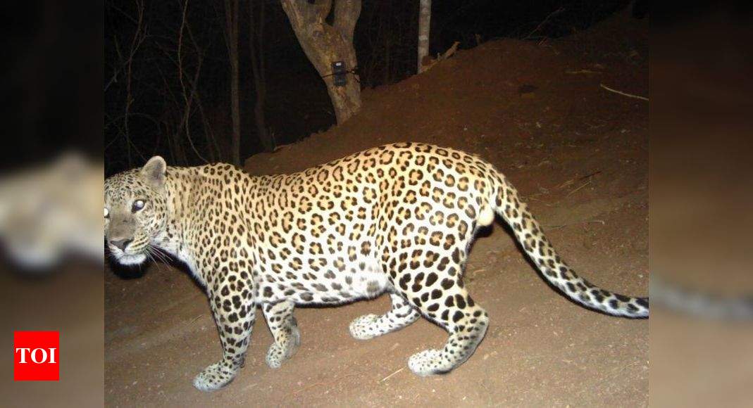 Karnataka: Bannerghatta forest is home to 40 leopards | Bengaluru News ...