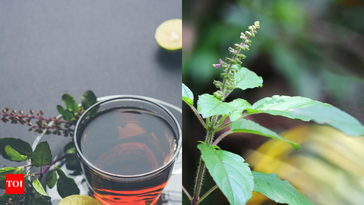 Weight loss How to make Tulsi tea for weight loss Times of India