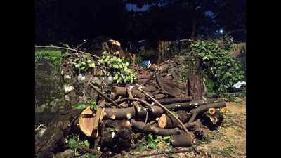 Mumbai: One killed, two injured as tree falls on them at Kalachowkie