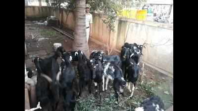 Two goat thieves held in Hubballi