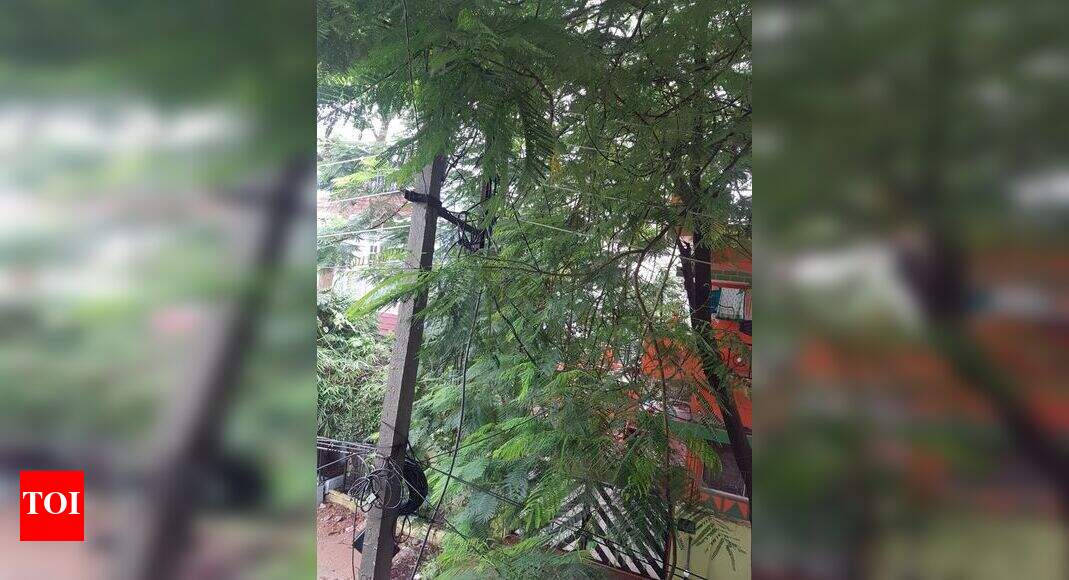 tree branches touching electricity lines Times of India