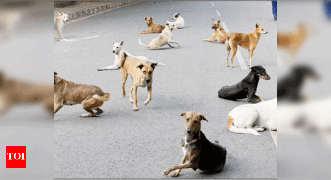 World Anti-Rabies Day: Free vaccination drive being held in Chennai ...