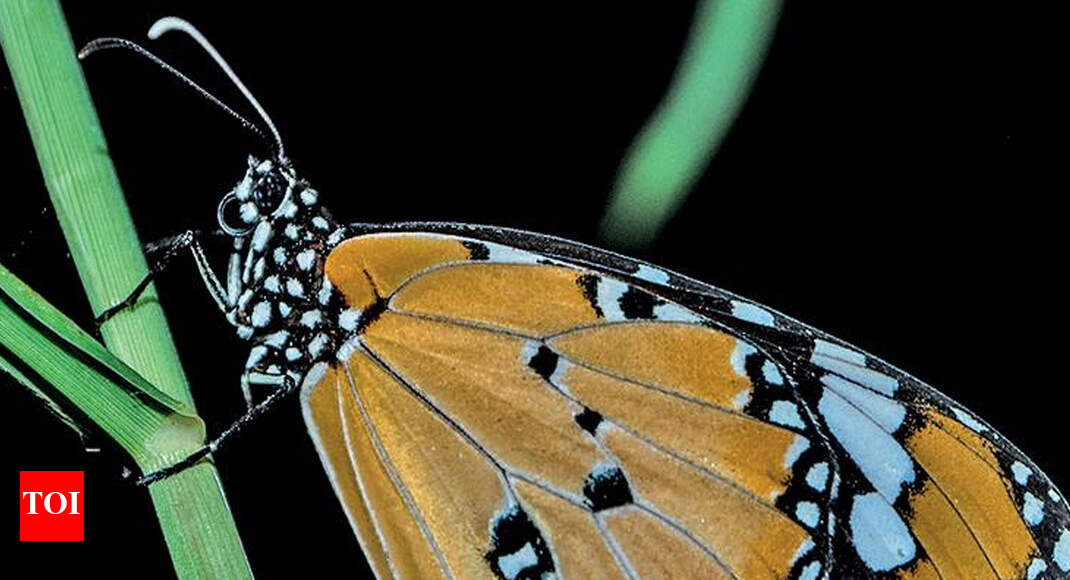 66 new butterfly species in Delhi, some rare | Delhi News - Times of India