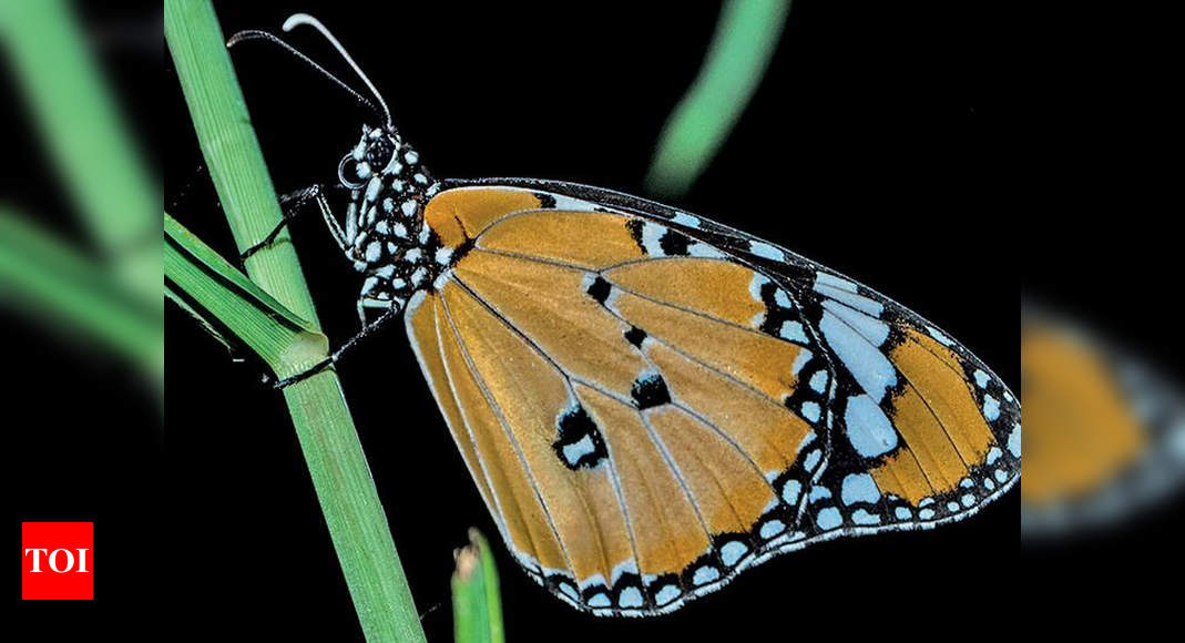 66-new-butterfly-species-in-delhi-some-rare-delhi-news-times-of-india