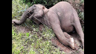 Wild elephant gets entangled in farm’s solar fencing, dies