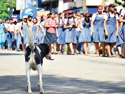 Goa tipped to beat national rabies-free deadline