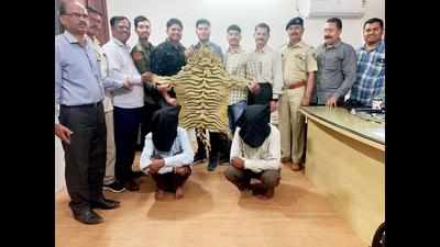 Two caught with tiger skin worth Rs 40 lakh in international market in Aurangabad