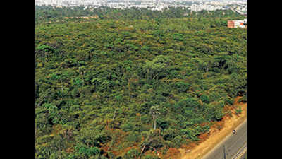 With guided trips, know Chennai's Nanmangalam forest better in a day