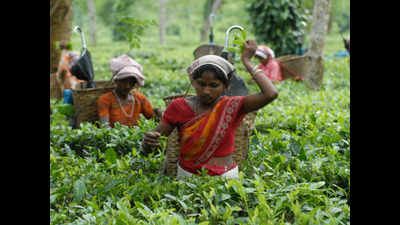 Assam: Tea workers' stir over move to pay bonus in installments