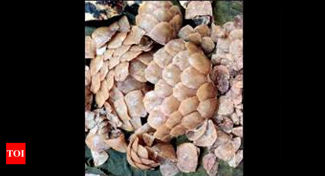 Pangolin scales seized near Nelamangala; four men held | Bengaluru News