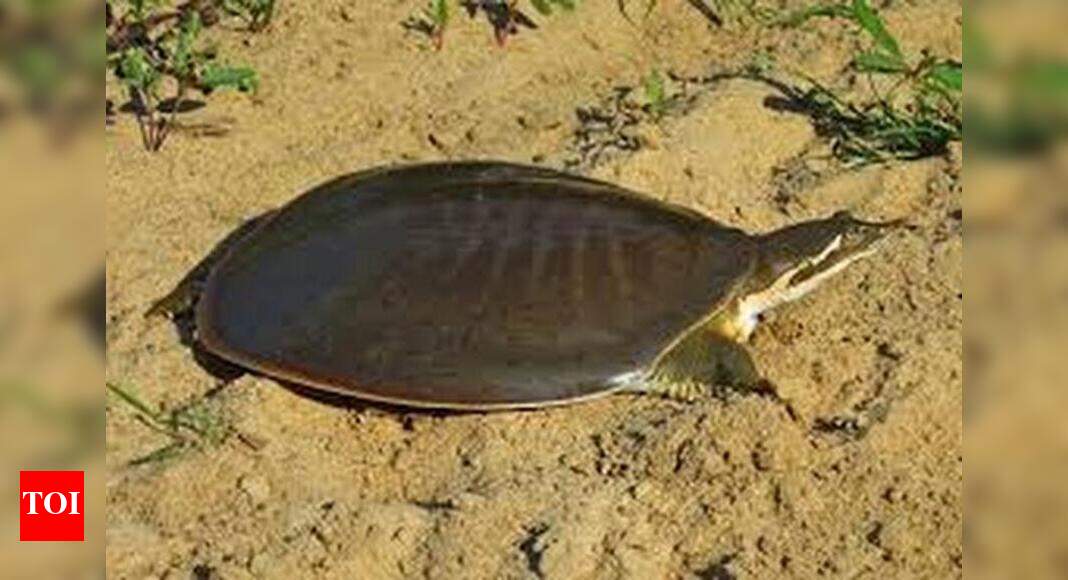 Over 11,000 tortoises, turtles entered wildlife trade every year