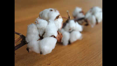 Cotton Corporation of India to bypass arhtiyas via direct purchase from farmers