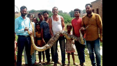15-foot rock python trying to attack baby jackal rescued in Etawah district