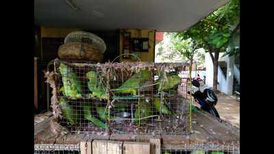 300 parakeets seized from two men in Trichy