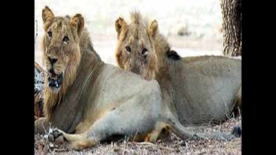 Babesia-CDV double whammy ticked deaths of 27 Gir lions