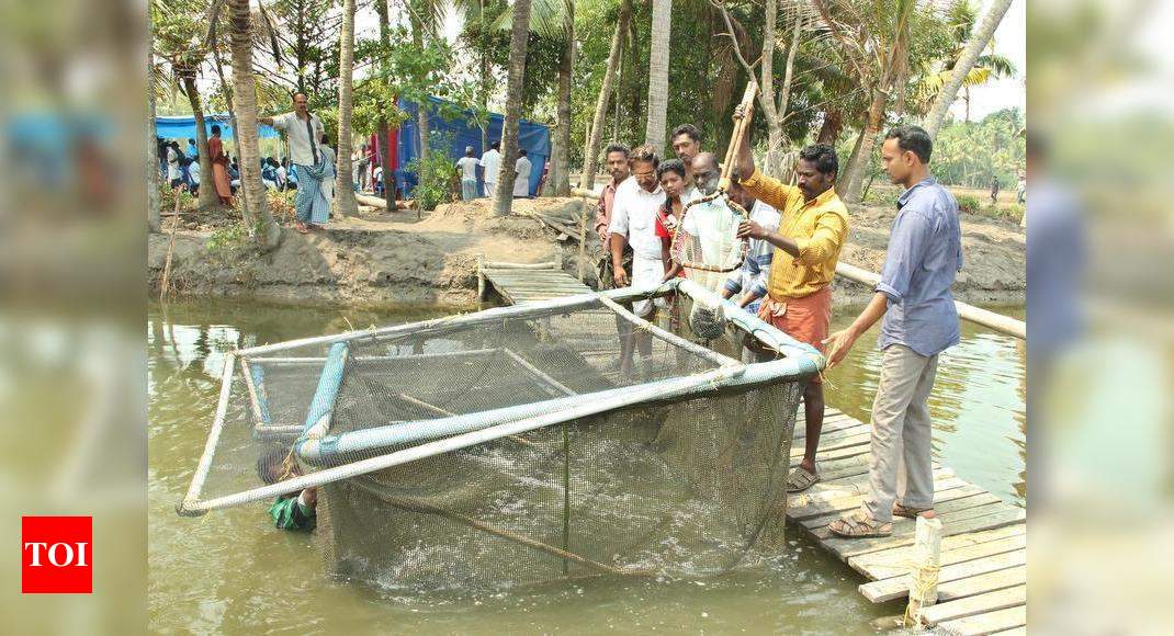 Kochi: Cage fish farmers in district reap profit