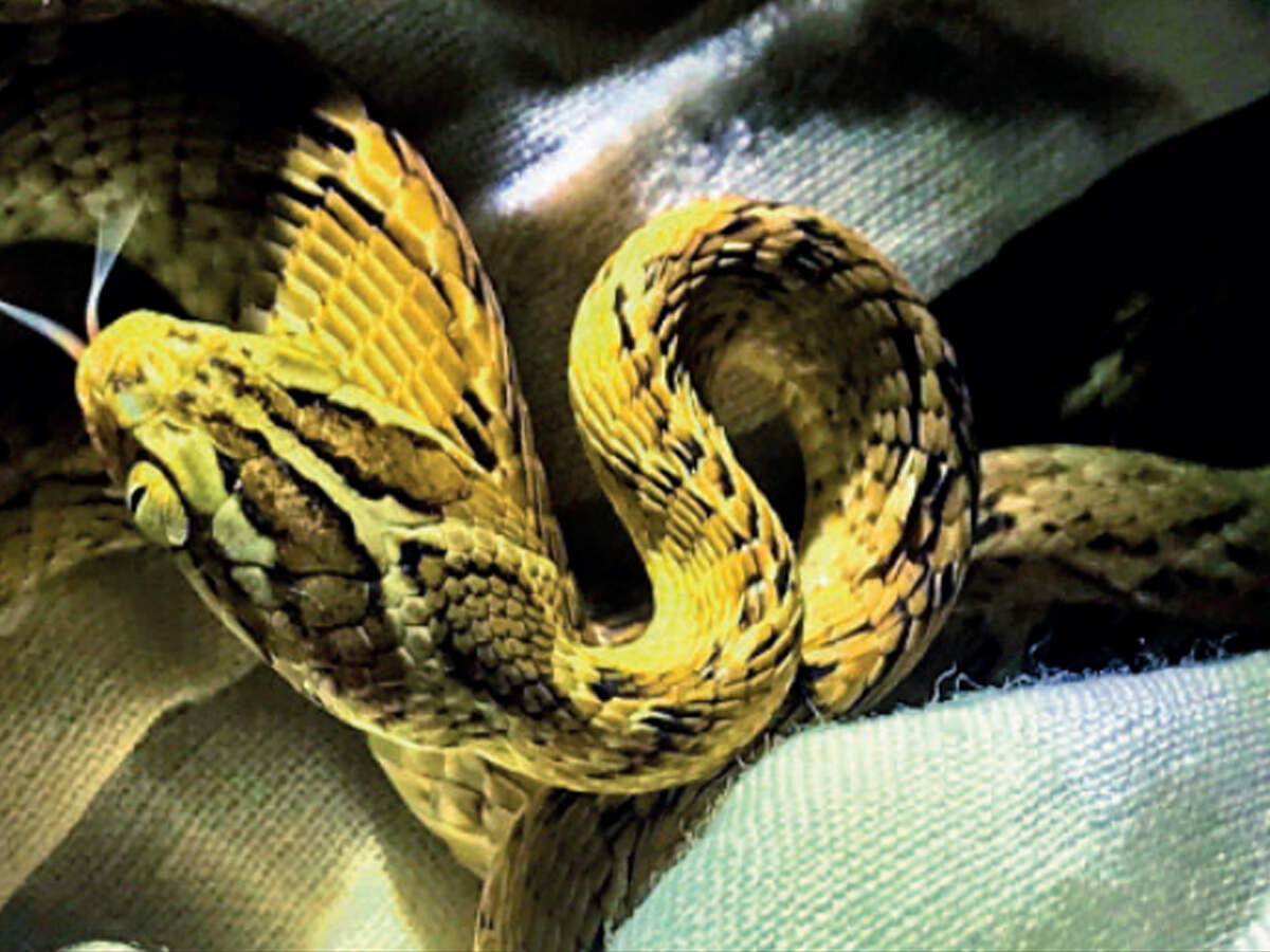 Rare Reptiles Geckos Found At Nanmangalam Forest Chennai News Times Of India