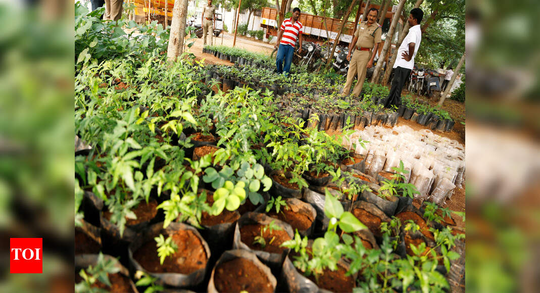 Uttar Pradesh to plant 25 crore trees next year | Lucknow News - Times ...